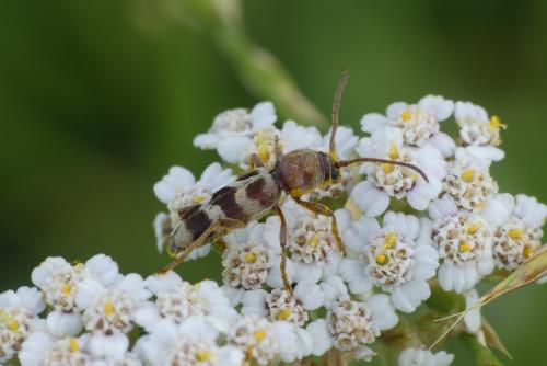 Chlorophorus trifasciatus